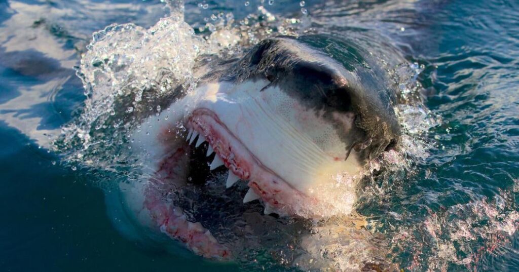 ‘Shark Week’ 2025 Premiere Date Revealed