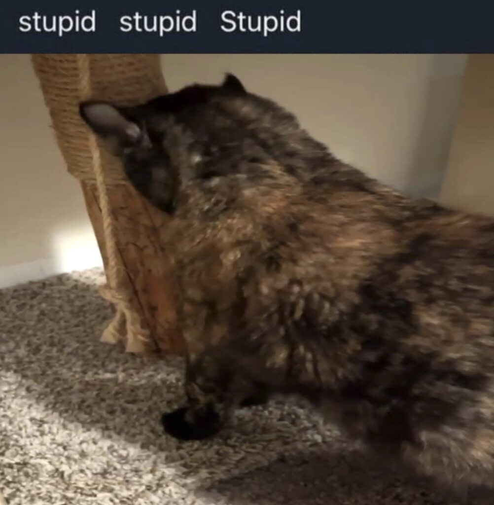 Searows shares his camera roll from a busy year on tour